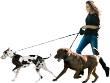 dog walking